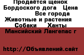 Продаётся щенок Бордоского дога › Цена ­ 37 000 - Все города Животные и растения » Собаки   . Ханты-Мансийский,Лангепас г.